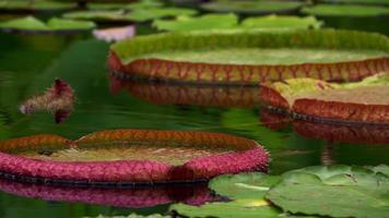 Water Lillies on a Pond