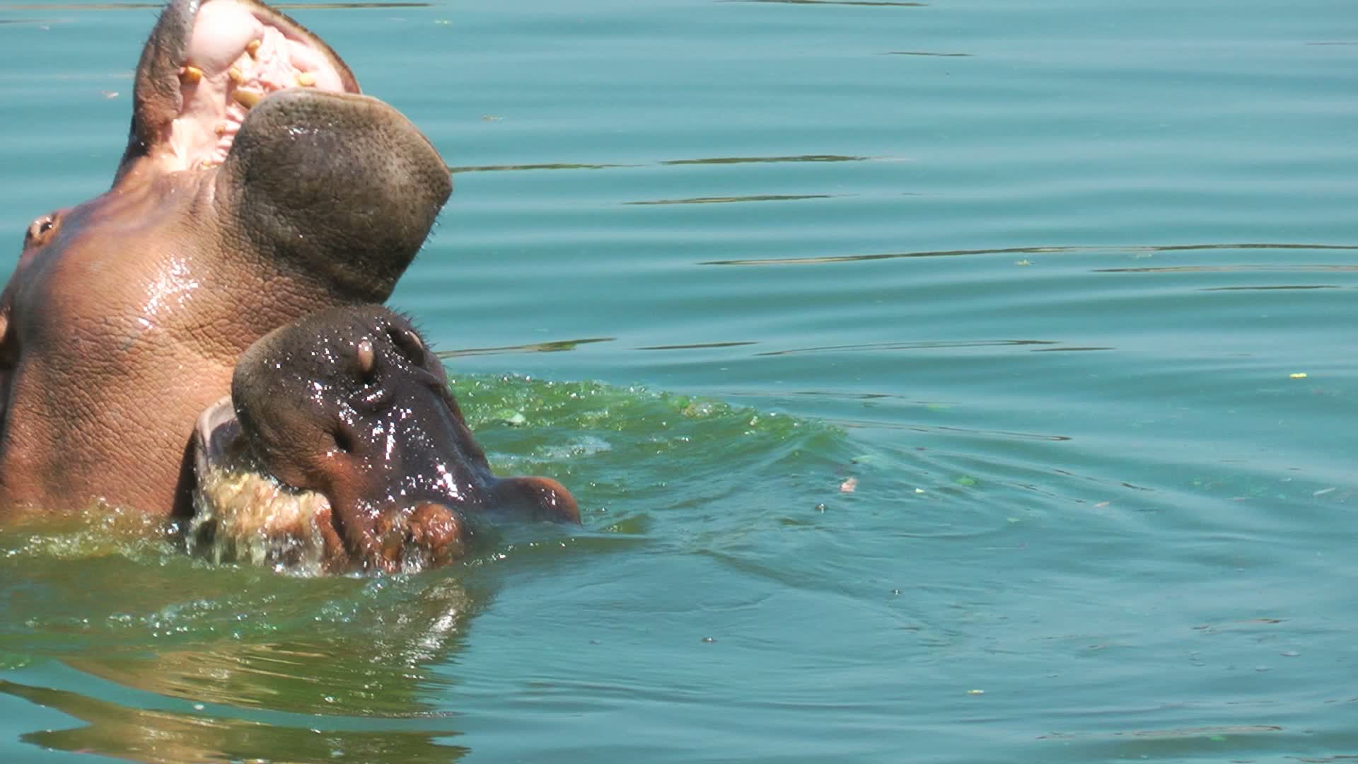 Animal Hippopotamus in Lake Water 1626367 Stock Video at Vecteezy Animal Hippopotamus in Lake Water 1626367 Stock Video at Vecteezy