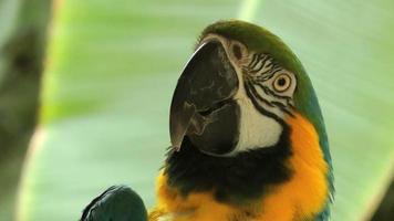 söt färgglad fågel papegoja video
