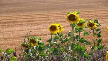 zonnebloemen in de natuur video