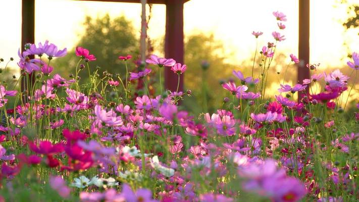 花園影片