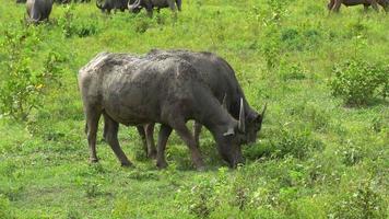 dois búfalos estão pastando em um campo video