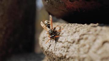 close de uma vespa em uma pedra