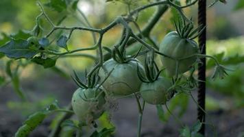 Green tomatoes growing in the garden video
