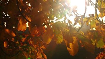 hojas de otoño y destellos de luz solar video