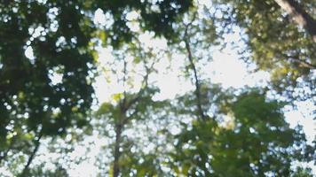 sfondo sfocato delle cime degli alberi in una foresta video