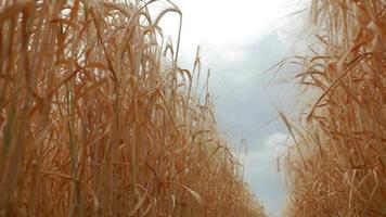 Yellow wheat field  video