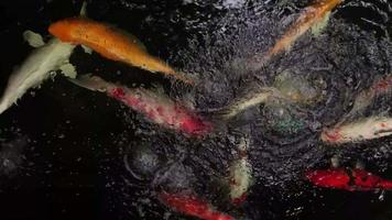 Colorful Koi fish or Fancy Carp swimming in the pond video