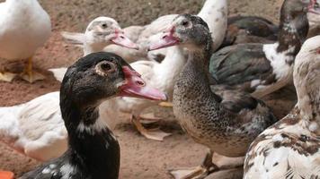 una bandada de patos domésticos video