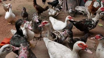 Domestic Ducks in a Group video