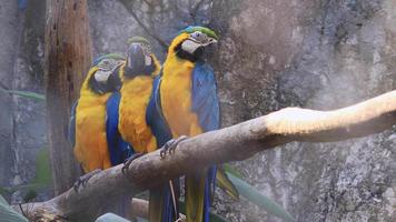 Three Macaws On Branch video