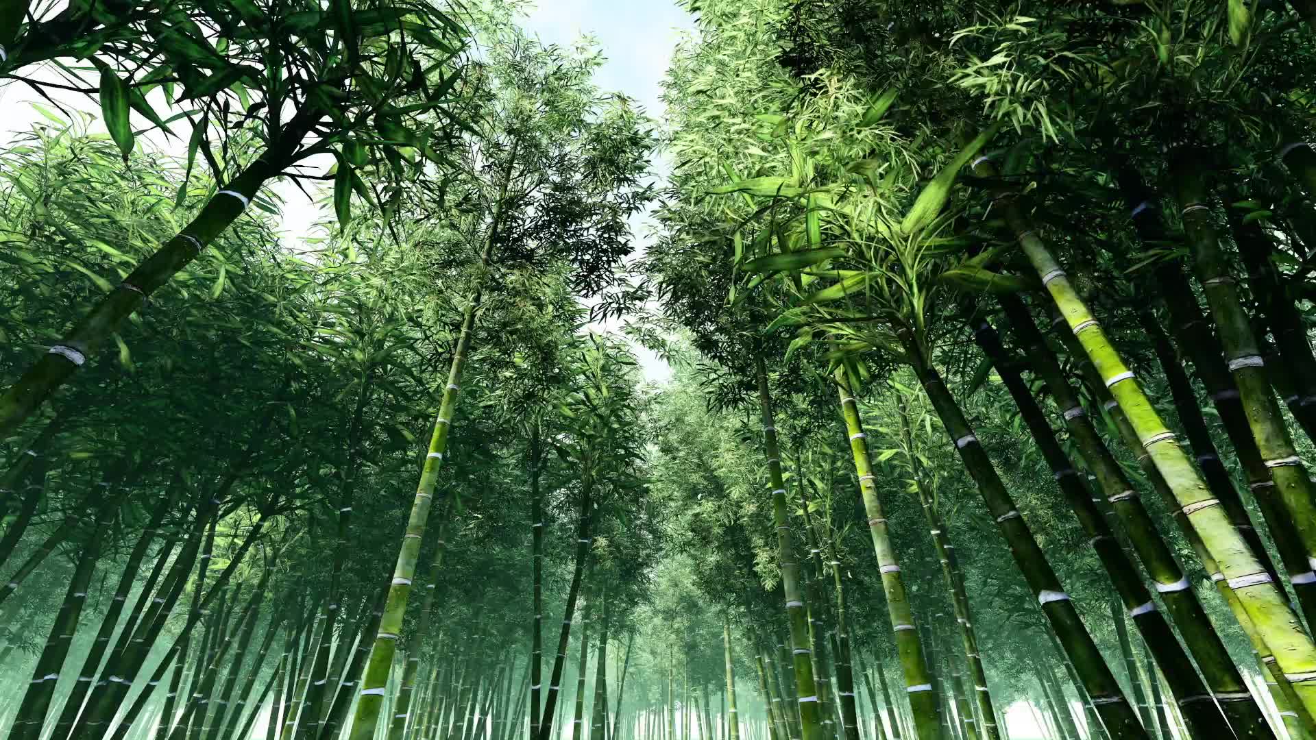 Lush Green Tall Forest Bamboo Trees 1626608 Stock Video at Vecteezy