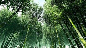 Lush Green Tall Forest Bamboo Trees  video