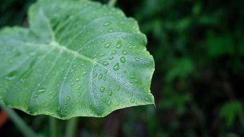 Regen fällt auf Blätter video