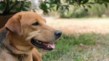 close up colpo alla testa del cane video