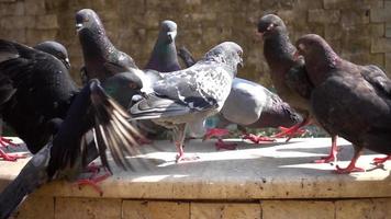 stormo di piccioni in piedi nella piscina con fontana e acqua potabile video