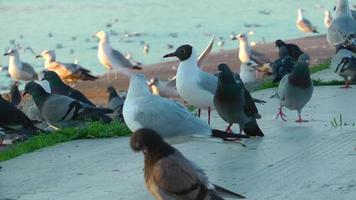 gaivota e pombos descansando