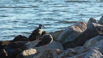 twee meeuwen staan op de rotsen op het strand video