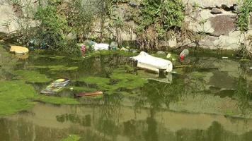 basura plástica flotando en la superficie un arroyo video