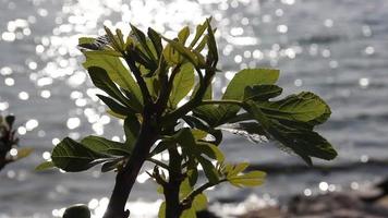 kleiner Feigenbaum, der versucht, am Meer am Leben zu bleiben video