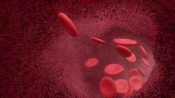 Red blood cells flowing through the bloodstream video