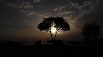 silueta de un árbol al atardecer video