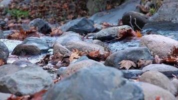 schließen Sie Wasserfallsteine und -blatt video