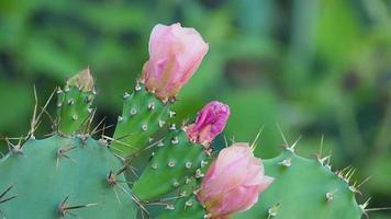 rosa kaktusblommor