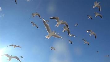 um bando de gaivotas no céu video