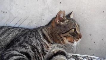 gato de rua descansando na parede de concreto. video