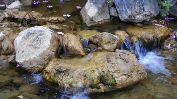 cascade et fleurs coulant du ruisseau video
