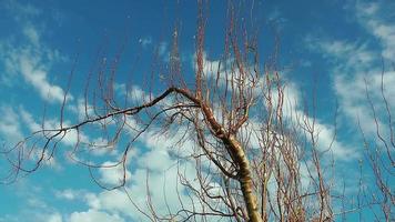 a árvore solitária e nuvens