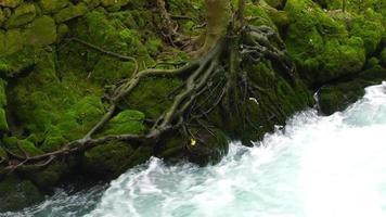 Wasserfall im Fluss und der Körper des grünen moosigen Baumes
