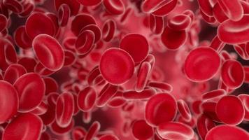 Microscopic red blood cells flowing and moving video