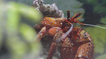 White spotted Hermit crab video