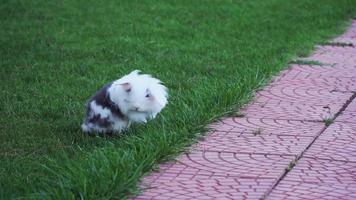 A fluffy bunny is running on grass in slow motion video