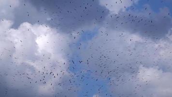 flocken av storkar flyger i den blå himlen och svullna moln video