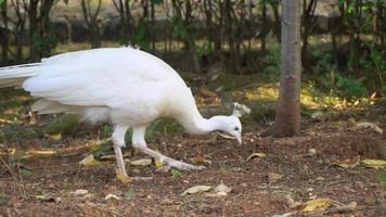Un pavo real blanco está comiendo en un jardín. video
