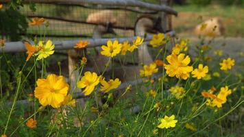 Group of yellow cosmos flowers video