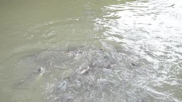 Many catfishes on water surface in a pond.