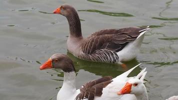 Geese are swimming in a lake video