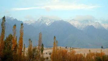 Trees swaying in autumn against desert and snow capped mountains video