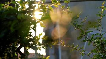 Sunlight lit green swaying branch at sunset video