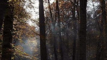 Caída de hojas de otoño en un bosque en el parque nacional yedigoller en Turquía video