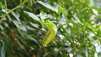 lagarta comendo folhas verdes de jasmim crepe video
