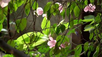 tunna grenar med ljusrosa blommor som svänger på mild vind video