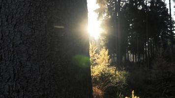 tir à côté d'un arbre attrapant le beau soleil du matin video