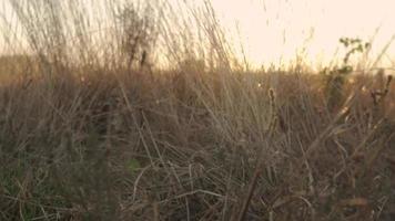 de schoonheid van de natuur begint van onderaf video