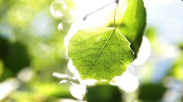 Leaf in Sunlight video