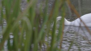 cisne na água video